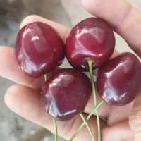 گیلاس تک دانه و گوشواره صادراتی