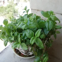 گل ناز گیاه کاکتوس مرجان پتوس گندمی پدیلانتوس