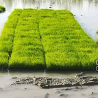 توم هاشمی درجه یک. برای مزرعه