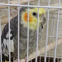 عروس هلندی نر اوازخوان