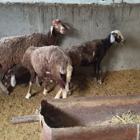 بره قوچی و بره شیری