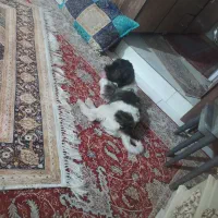 واگذاری فوری فوری سگ شیتزو