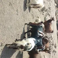 تعداد بز وکهره