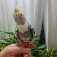 عروس هلندی نر ۳ ماهه