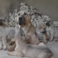 سگ سراب ماده