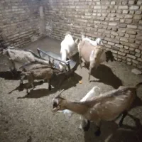 هشت‌عددبز