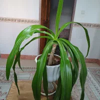 گل طبیعی