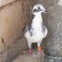 ابلغ
