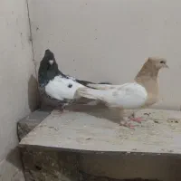 سه جفت بی نظیر