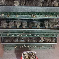 قفس ۴طبقه ی بلدرچین