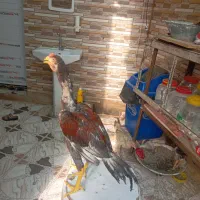 مرغ خروس