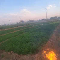 سبزی خوردن
