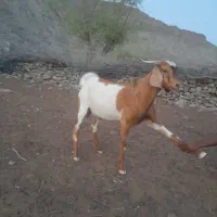 چپشت چاق و تر تمیز