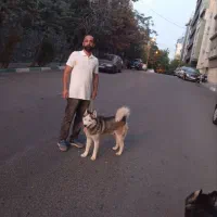 واگذاری رایگان سگ هاسکی نر
