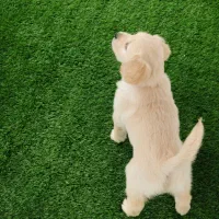 واگذاری سگ گلدن|سگ|چمستان, |دیوار