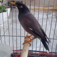 مرغ مینا