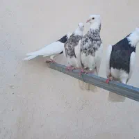 طوقی