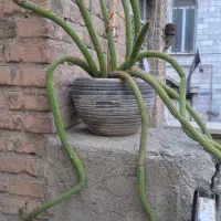 کاکتوس مار طبیعی  تزئینی