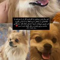 گمشده سگ پامر