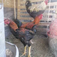 خروس لاری