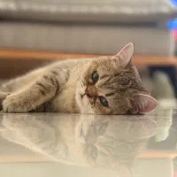 گربه بریتیش