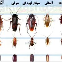 سمپاش ساس تخصصی تک مرحله گارانتی کتبی سم پاشی سوسک|خدمات نظافت|تهران, چهارصد دستگاه|دیوار