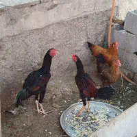 مرغ محلی و چابهاری