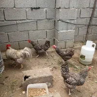 مرغ و خروس نژاد آمروک