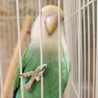 طوطی برزیلی نر