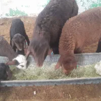 فروش بره پای پروار