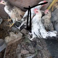 جوجه خروس گلین لری
