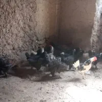 تعدادی جوجه خروس و جوجه مرغ چهار ماهه