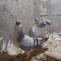شیخی|پرنده|بناب, |دیوار