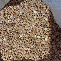 لوبیا چیتی درجه دو (آشی)