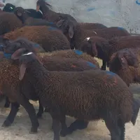 بره|حیوانات مزرعه|همدان, |دیوار