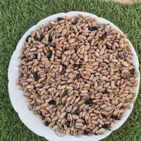 باقالی خشک ولوبیای خشک
