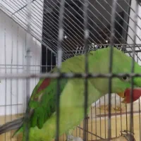 شاه طوطی نر