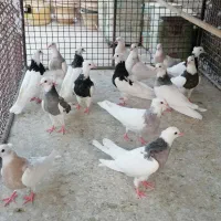 طوقی وعروس هلندی