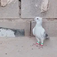 شامی درجه یک ماده دوتا دم سفید خوب
