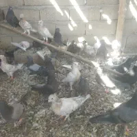 حیوان خانگی