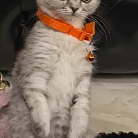 گربه بریتیش