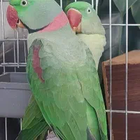 شاه طوطی نر (مست مست)