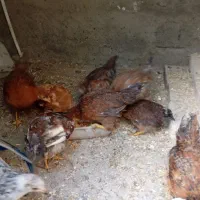 ۱۰عدد جوجه محلی سه ماهه دونه ای ۲۸۰ هزارتومن