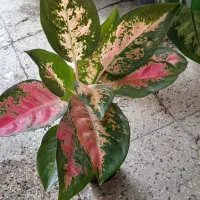 گل دیفن باخیا