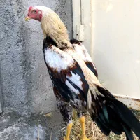 لاری خروس