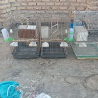 تعداد قفس کاسکویی و قفس ساده قناری و عروس