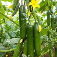 خیار ریز و نول تازه