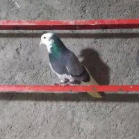 کبوتر