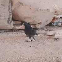 کبوتر