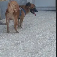 سگ فروش فوری با قیمت توافقی